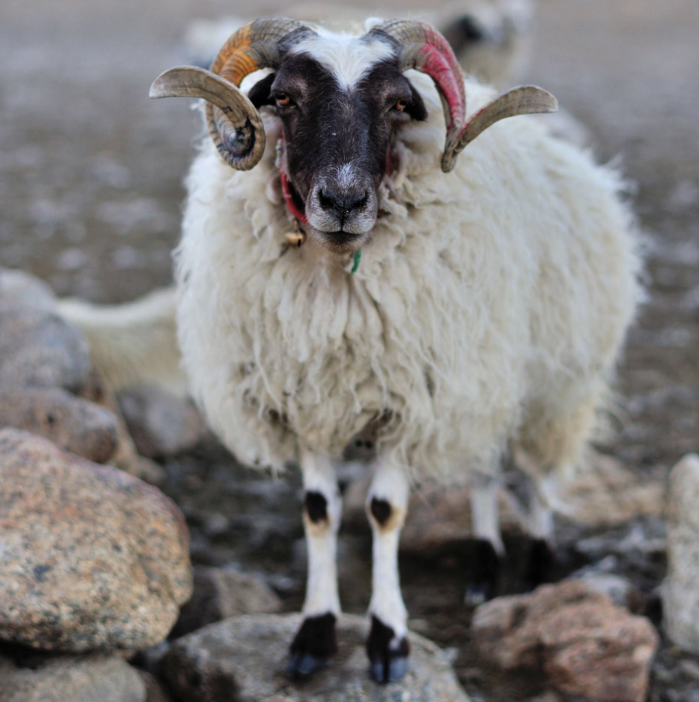 What is cashmere, is the wool cruel to animals and why is it so expensive?